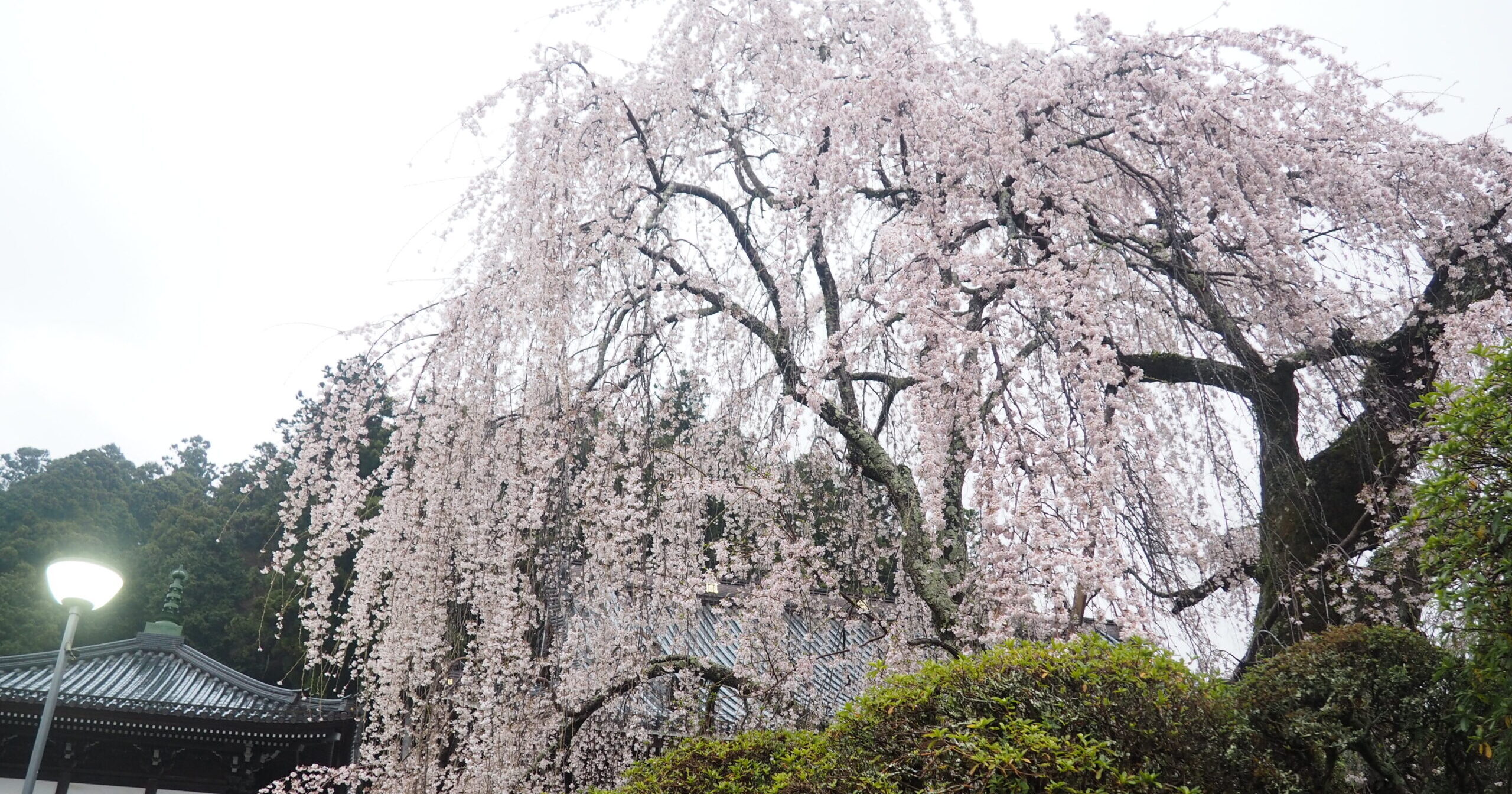 3/30久遠寺の桜状況