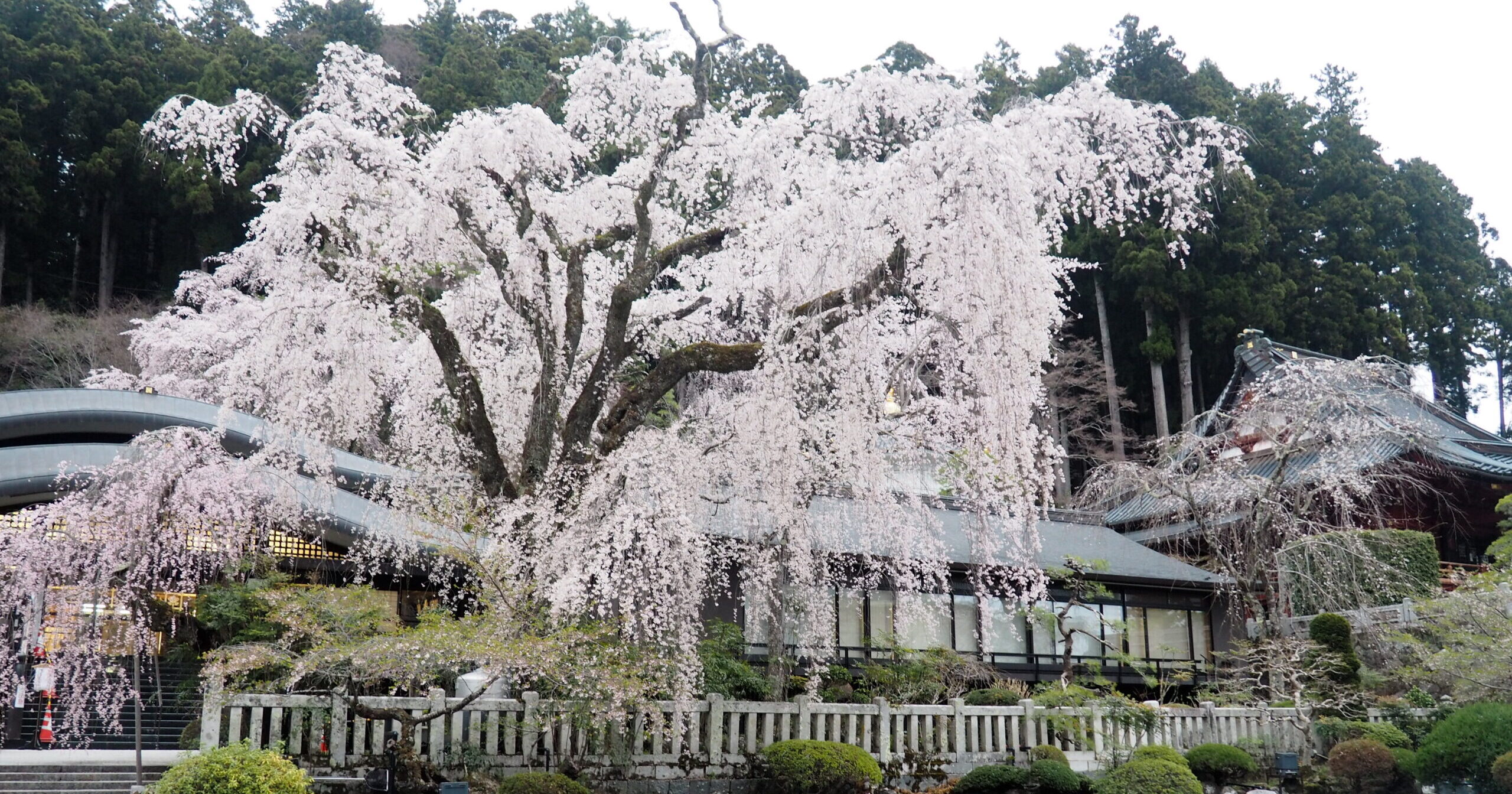 3/31久遠寺の桜状況