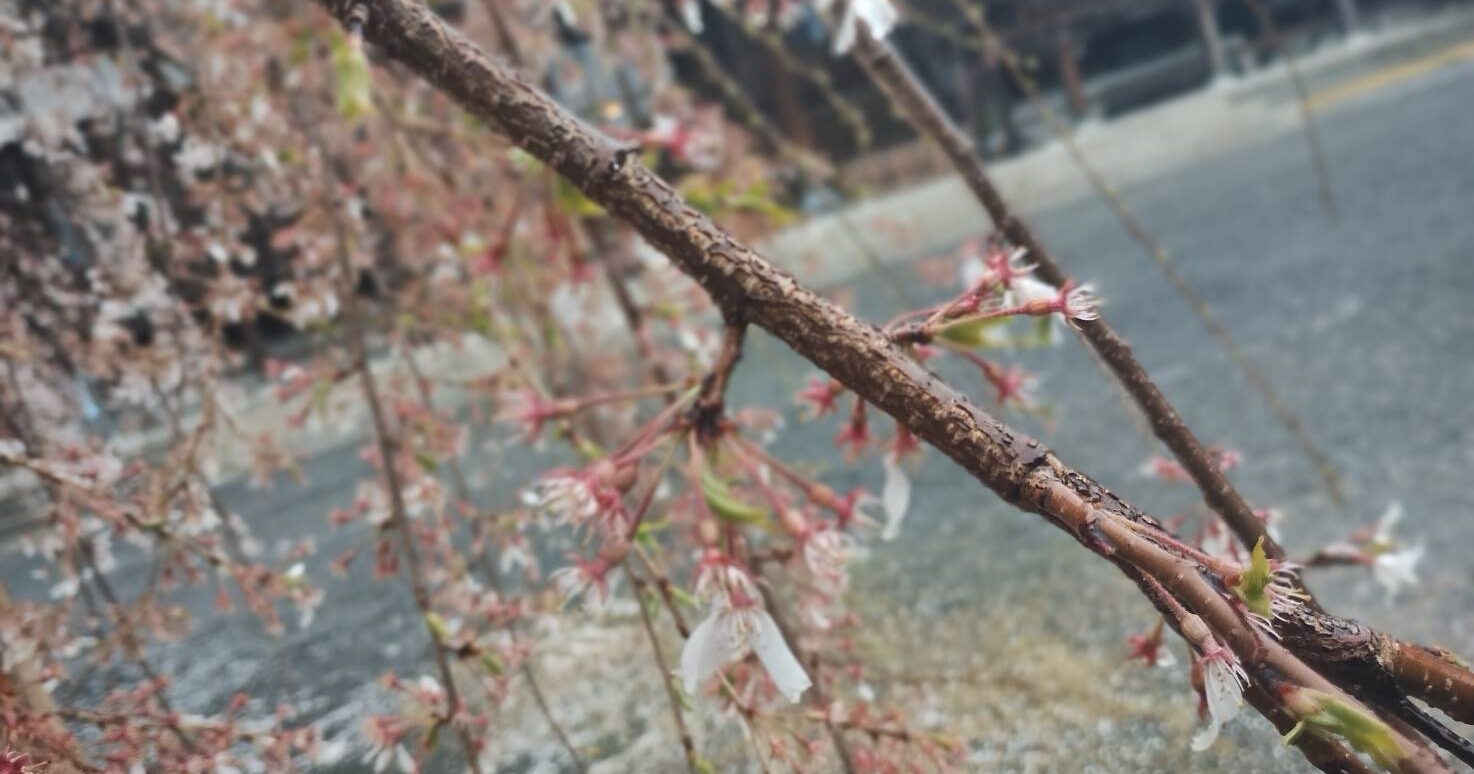 4/3久遠寺の桜状況