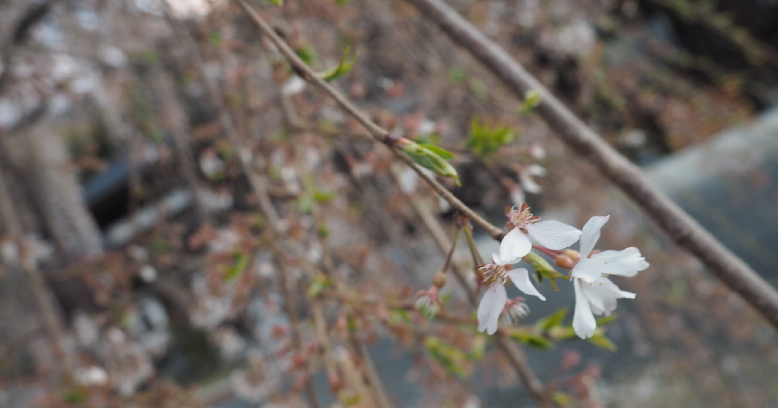 4/4久遠寺の桜状況