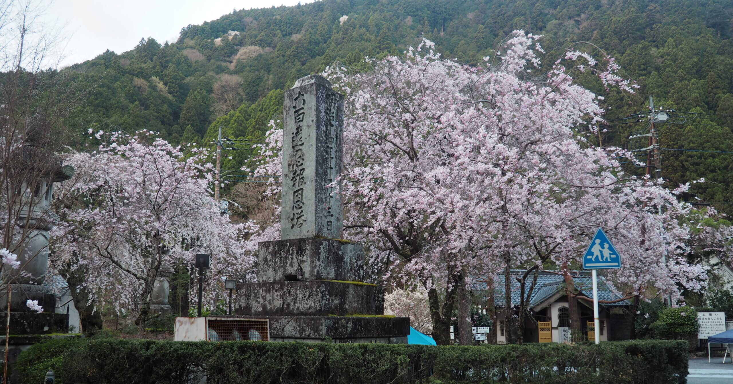 4/7久遠寺の桜状況